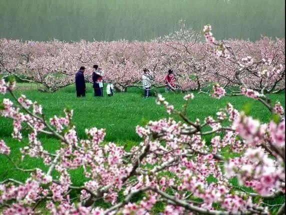 桃之夭夭，灼灼其华。岛城的世外“桃花源”藏在这些地方