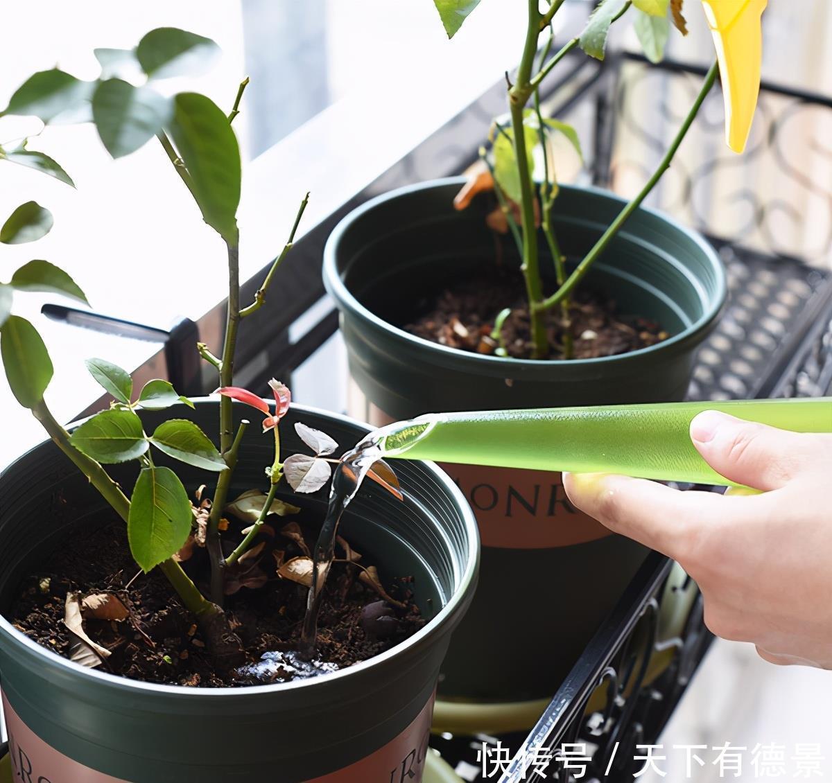 冬天给盆栽浇水，要注意三个方面，花儿更茁壮旺盛美丽