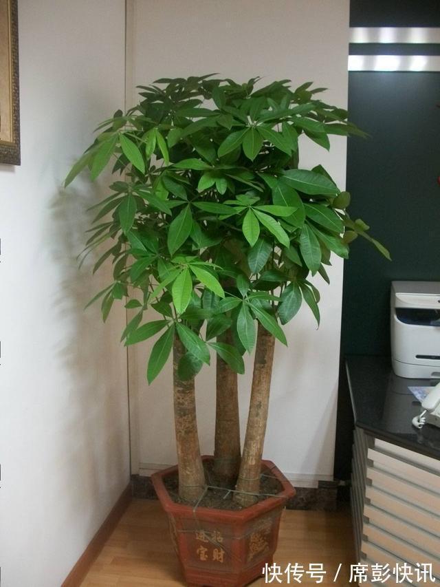 发财树最怕这几个点，平日养护要注意，不怕黄叶烂根养不活