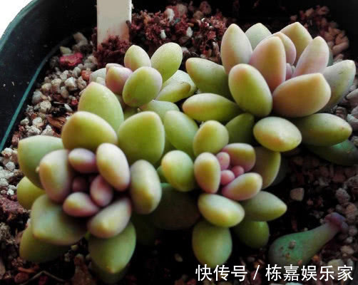 多肉醉美人怎么养教你3个小妙招，醉美人生长旺盛易缀化