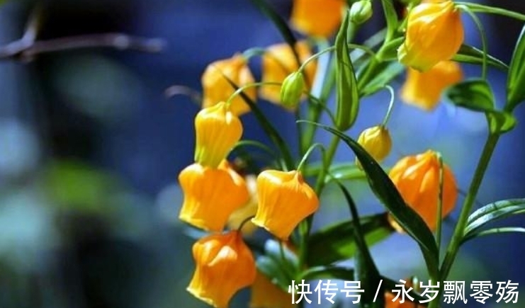 宫灯|4种花像“小灯笼”，挂在枝头很喜庆，它们很好养！而且花期长