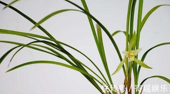 喜欢养兰花,3件事抓紧做,再不做就有些晚了