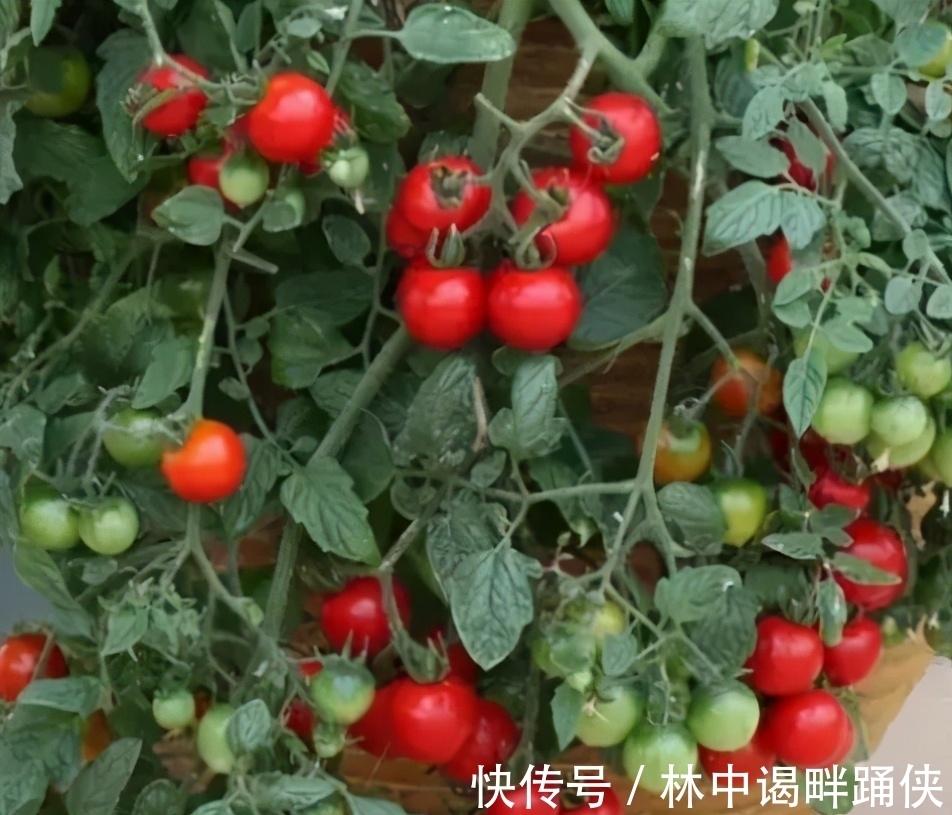 阳台盆栽番茄,记住一句“口诀”,就能结果五六层,果子大又红