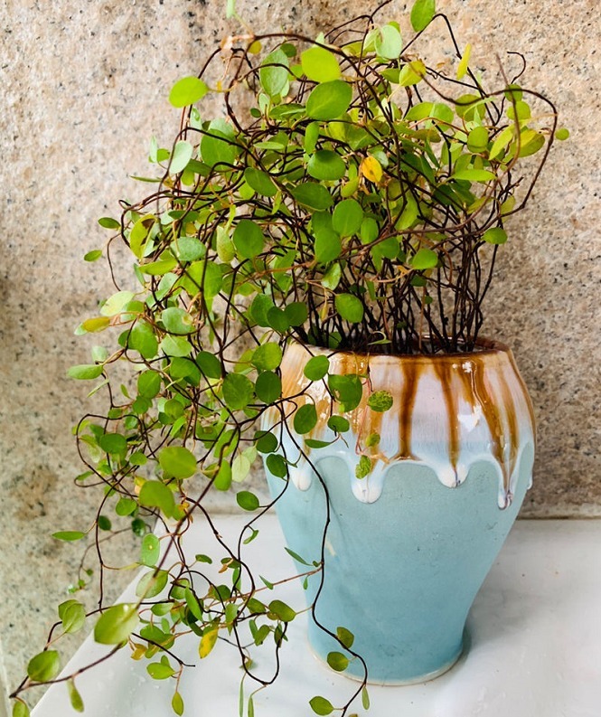 口红花|最受欢迎的8种吊兰,每一种都特别爱疯长,挂起来能变窗帘!