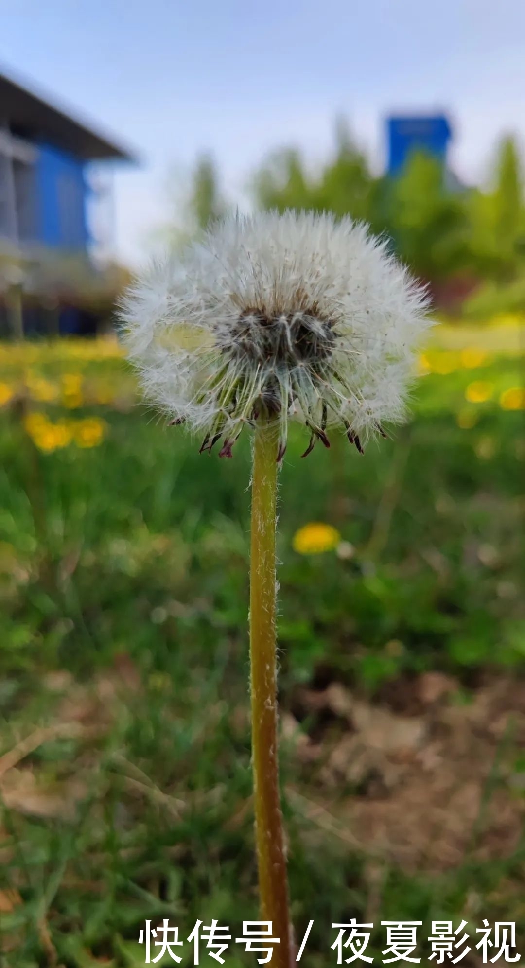 温暖二南丨送你一朵小黄花