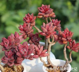 多肉普货姬胧月,没有露养条件就别养,阳台党难养出状态!