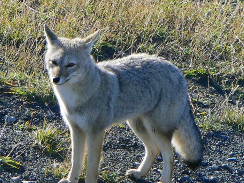 动物世界犬科狐亚科伪狐属之阿根廷狐山狐图集