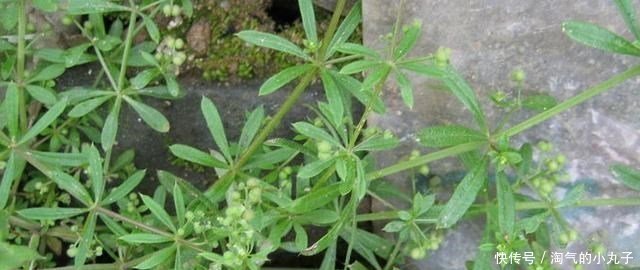 珍贵|农村这种野草,到处可见,殊不知是治癌良药,价值珍贵,请您识别