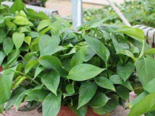 莳萝|“一颗绿萝七个鬼”,家中不能放绿萝都是过来人的经验之谈!