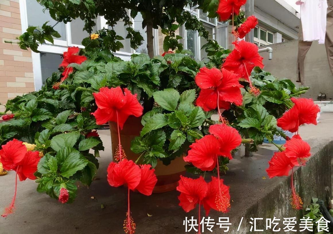 2种花即刻下盆,开春花朵全爆满,秒杀全场盆栽