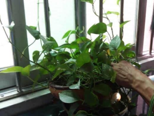 花卉|“玉米棒”还在扔往盆里一塞，等于“促花激素”，花开爆不停