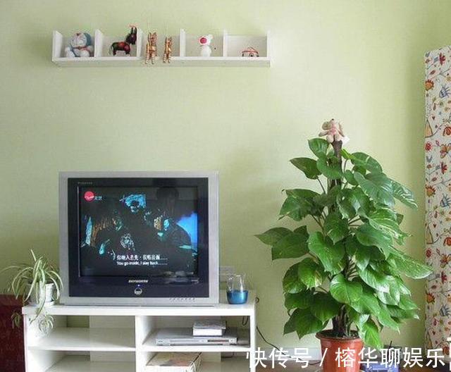 人气|电视柜旁边,养什么花,3种选一个,格调高,寓意好,人气旺