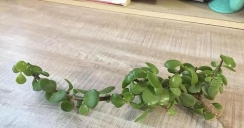 金枝玉叶小苗苗,一年快速变老桩,沧桑古朴做盆景,价格翻倍长