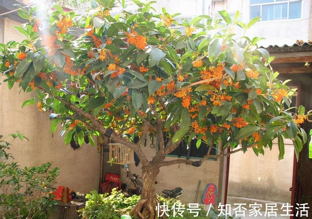 3种“养人树”，漂亮有香味，能吃能观赏，建议至少养一种