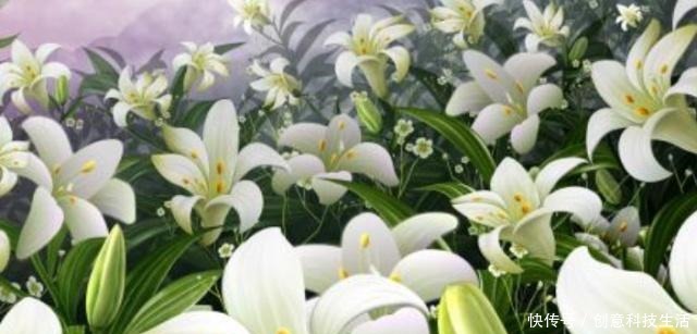 4种香气最迷人的花，桂花上榜，随意养一株都能让家里充满花香！