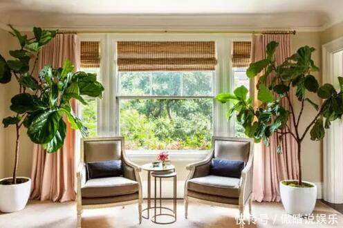 这几种盆栽会带来晦气，以后尽量不要养，后悔现在才知道！