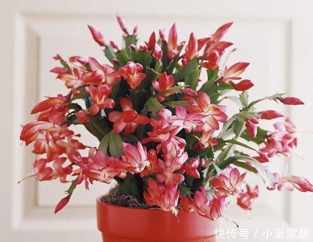 养花老前辈|养君子兰、兰花和蟹爪兰不用别肥,就用两种,实实在在的好