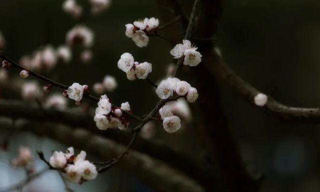 又是一年春意暖,杏花枝头闹