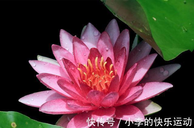 小雪节气要来,家里要有的3种“好运花”,寓意福临小院满院春光