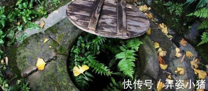 生活环境$古人掘井后,为何要在井里放鱼或乌龟?老祖宗的智慧不服不行