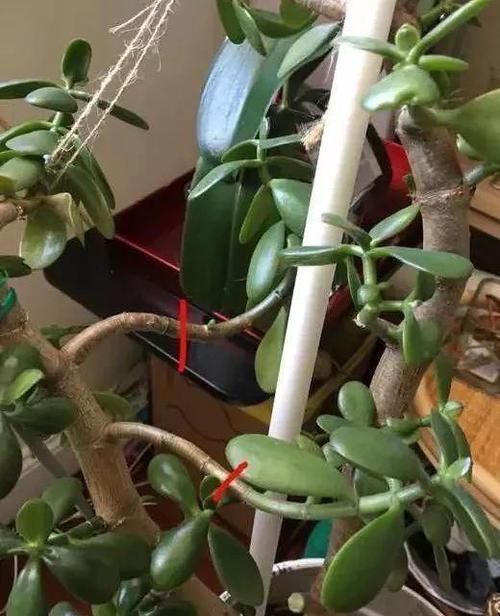 养了20年的玉树，杆子比大腿还粗，满树白花跟下雪了一样