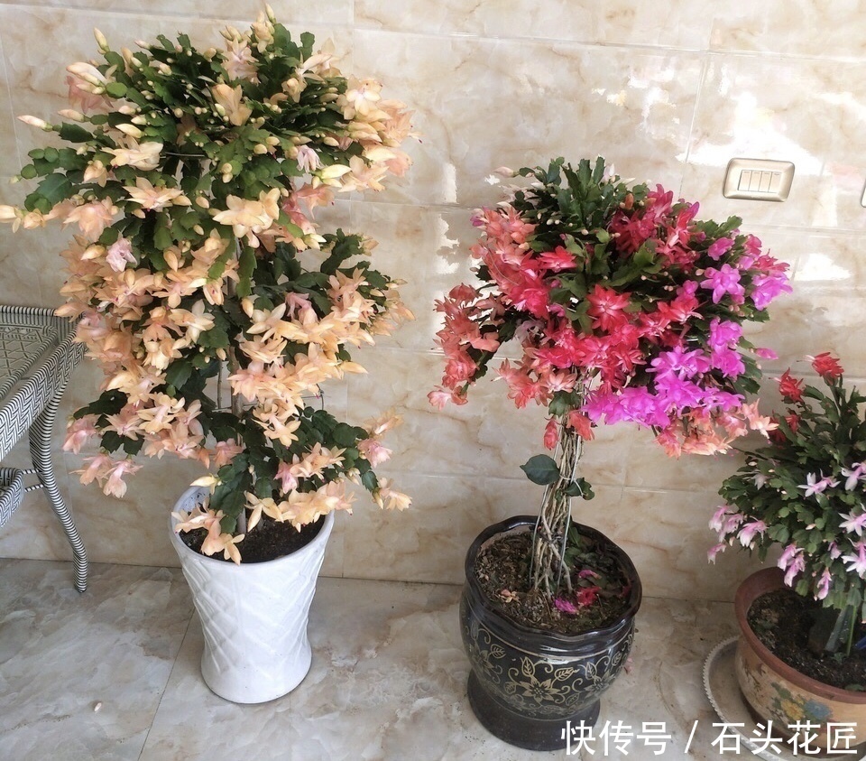 磷酸二氢钾|4种花“专挑”冬天开,10月买回家,养2个月就开花了