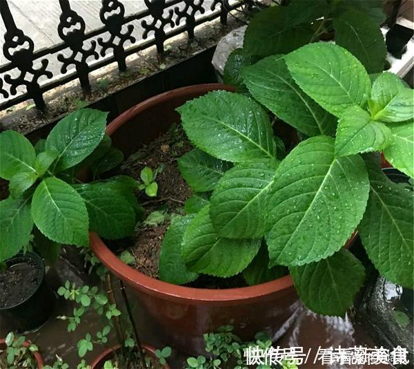 司凤为璇玑种的蓝色八仙花，现实你也能养，开花仙气十足，太美了