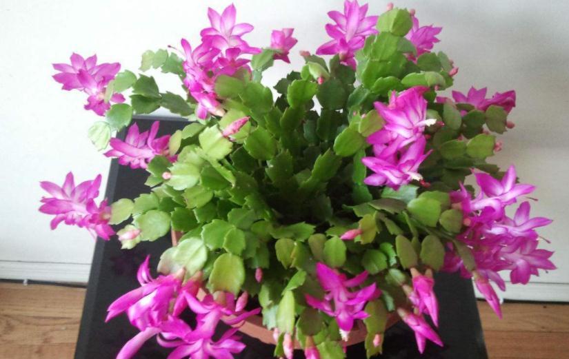 骨粉肥|养蟹爪兰，怎么催花？没有磷酸二氢钾就用它，1个月1次