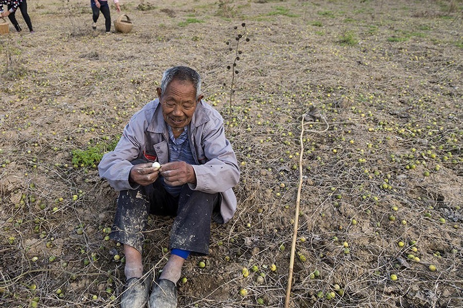 小乔|农村野外的“小甜瓜”,一口一个很过瘾,以前藏着吃,现在没人吃