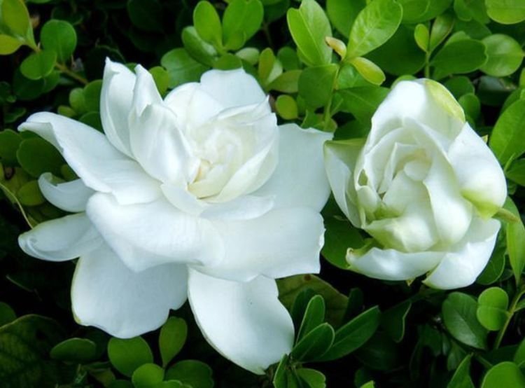 这些花卉美过玫瑰,花开不断,好养易开花,花香四溢飘满屋