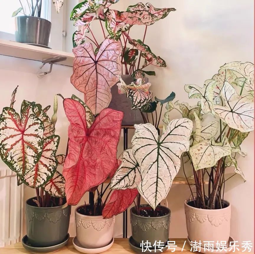 13种“阴冷花”,客厅没光照,长得更旺,越晒越难看