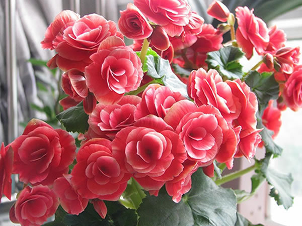 养花就养这3种,好养又便宜,花开一整年,样样不比牡丹、玫瑰差