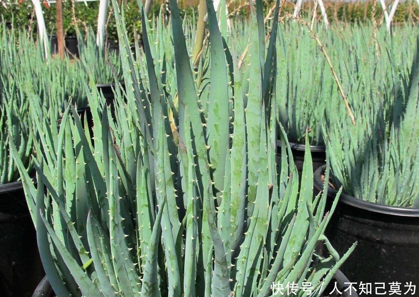 长寿花|5种盆栽,过冬要“少浇水”,安全过冬,枝叶“更精神”