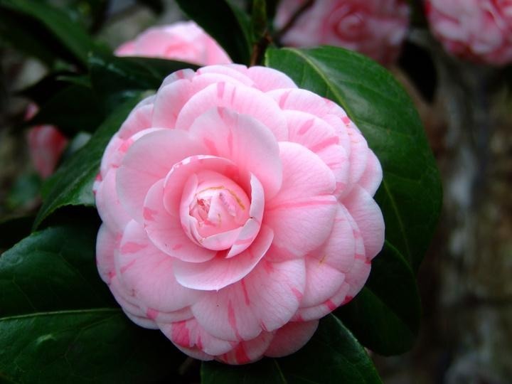 都说茶花很难养,记住几个小技巧,枝繁叶茂,时间到了就爆盆