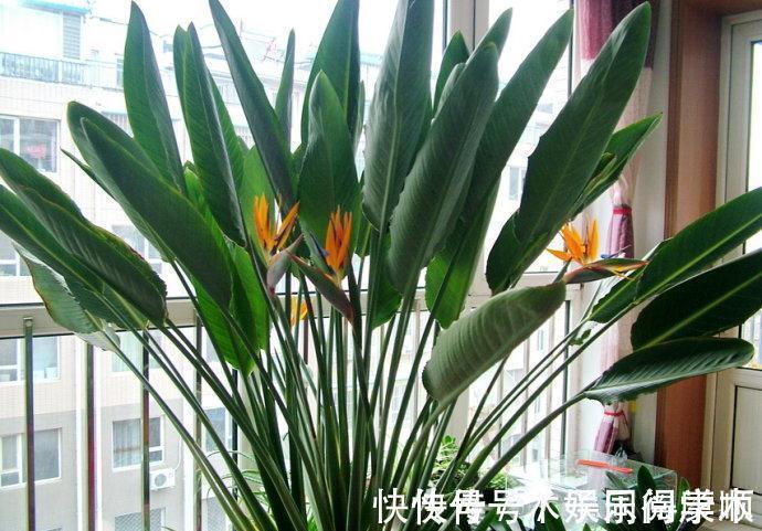 4种花要富养,根多“爱吃土”喜欢大花盆,用对了利于生长和开花