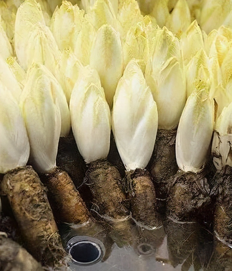 我是大医生|农村3种野菜，酒精肝、痛风、高血压的人要多吃！