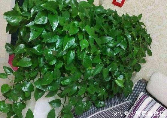 头疼不知道盆栽绿萝喜欢什么？日常注意2方面，枝叶轻松长爆盆