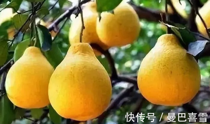 火龙果|3种水果，女性在夏天要少吃，当心宫颈受损，HPV也会找来