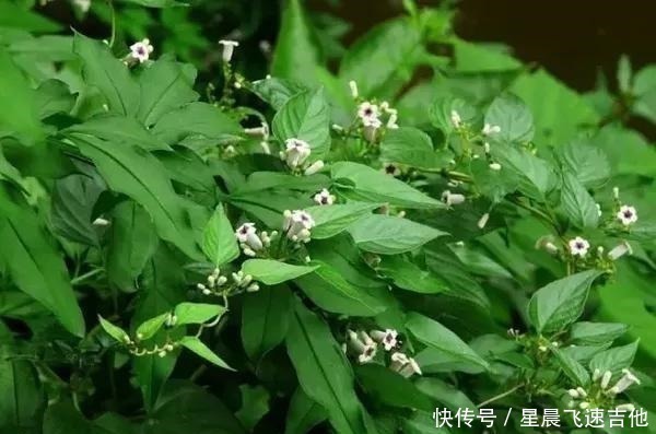 闻着臭,吃着香,嫩用是菜,晒干是药,作用真不小,你或许见过