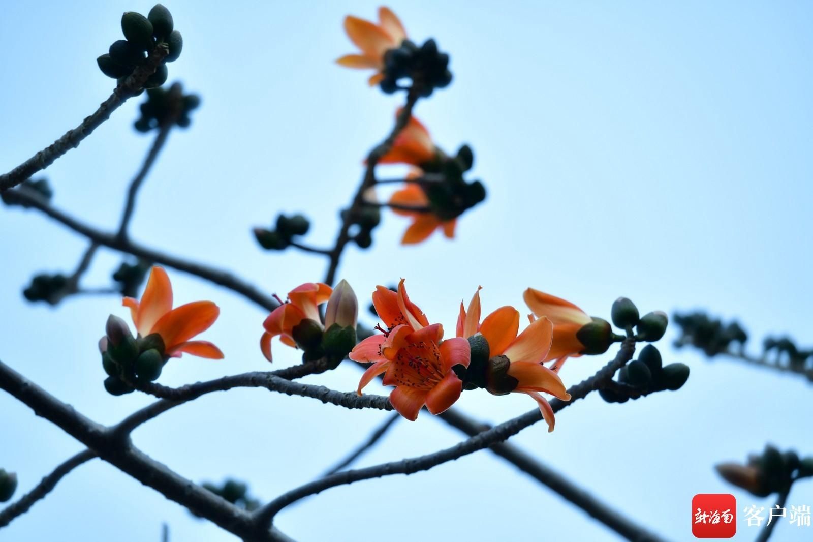 木棉花悄然开放 点缀海口街头|组图 |木棉花悄然开放 点缀海口街头\＂,\＂i12\＂:\＂组图