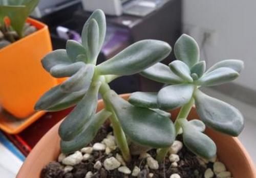 养多肉植物,做忌3点,难怪一养就徒长,现在改正还不晚