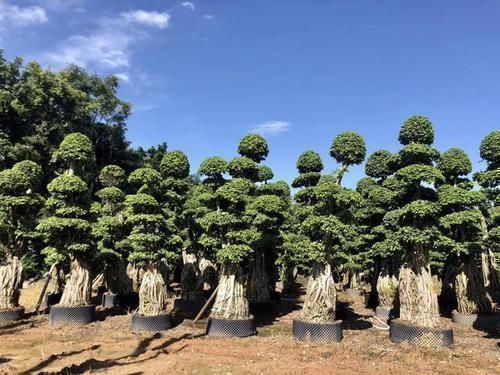 阳台|可以摆阳台的“镇宅树”，1盆价值“1万”，养8年像盆景，值钱