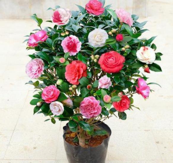 此款花卉号称“香香公主”,开花一茬接一茬,有个小阳台就能养