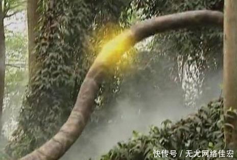 最弱|《西游记》中最弱的妖怪,被孙悟空不废吹灰之力的拿下