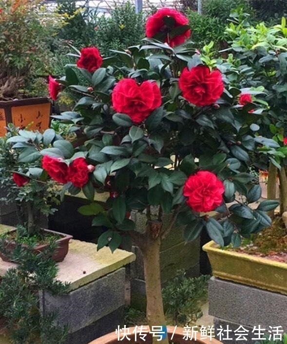花石榴|4种花，不怕炎热不怕“寒冷”，真的好养又漂亮，谁都能养爆盆！