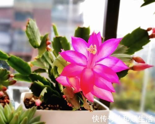 养蟹爪兰这4个千万不能放,很容易黄叶掉蕾,赶紧搬到这2个地方