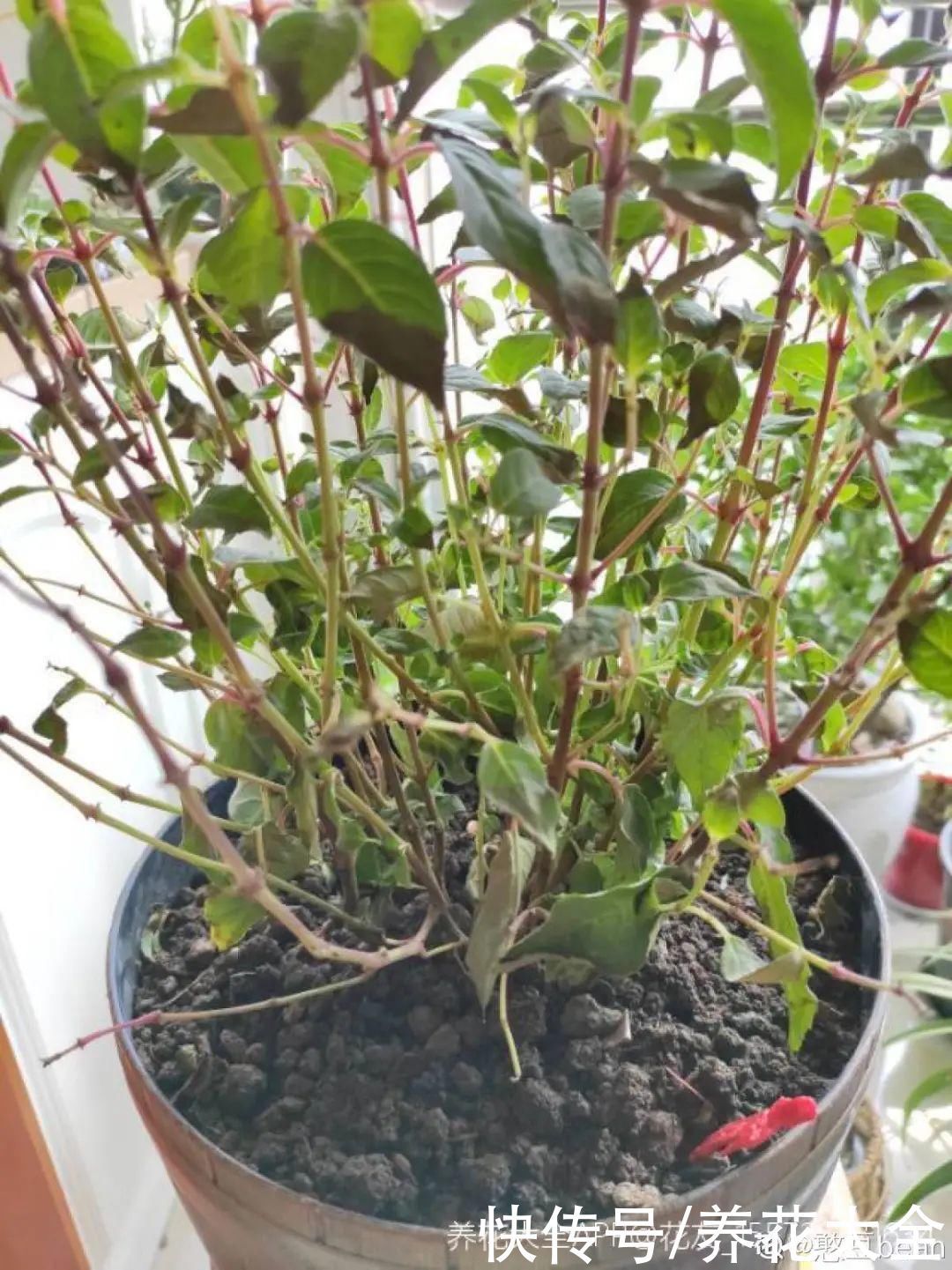 浇水|9种花,夏天休眠了,一定少浇水,否则越浇越死