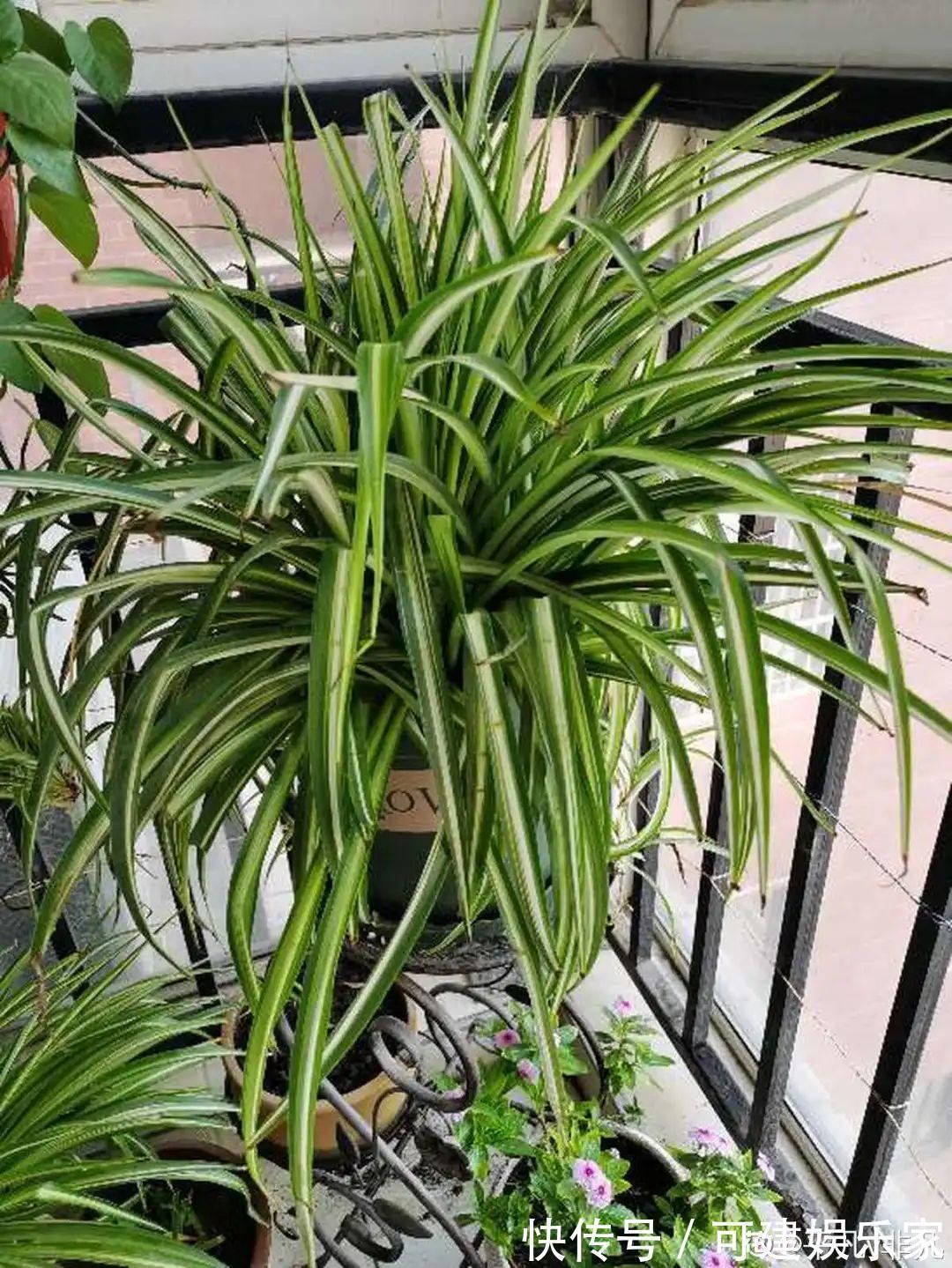 花花|“折腾不死”的10种花,咋养都爆盆,懒人最适合!