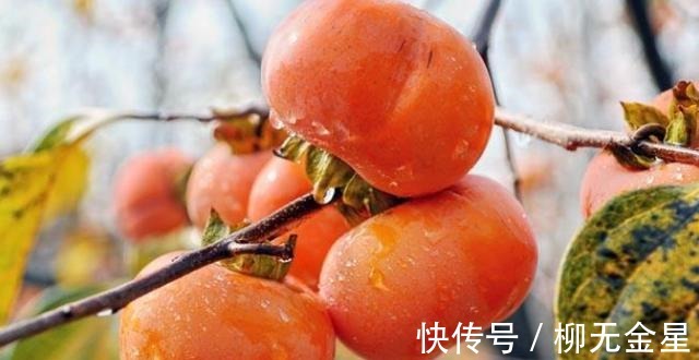 原来催熟柿子这么简单,两天后就能吃,香甜可口,教你方法快来学!