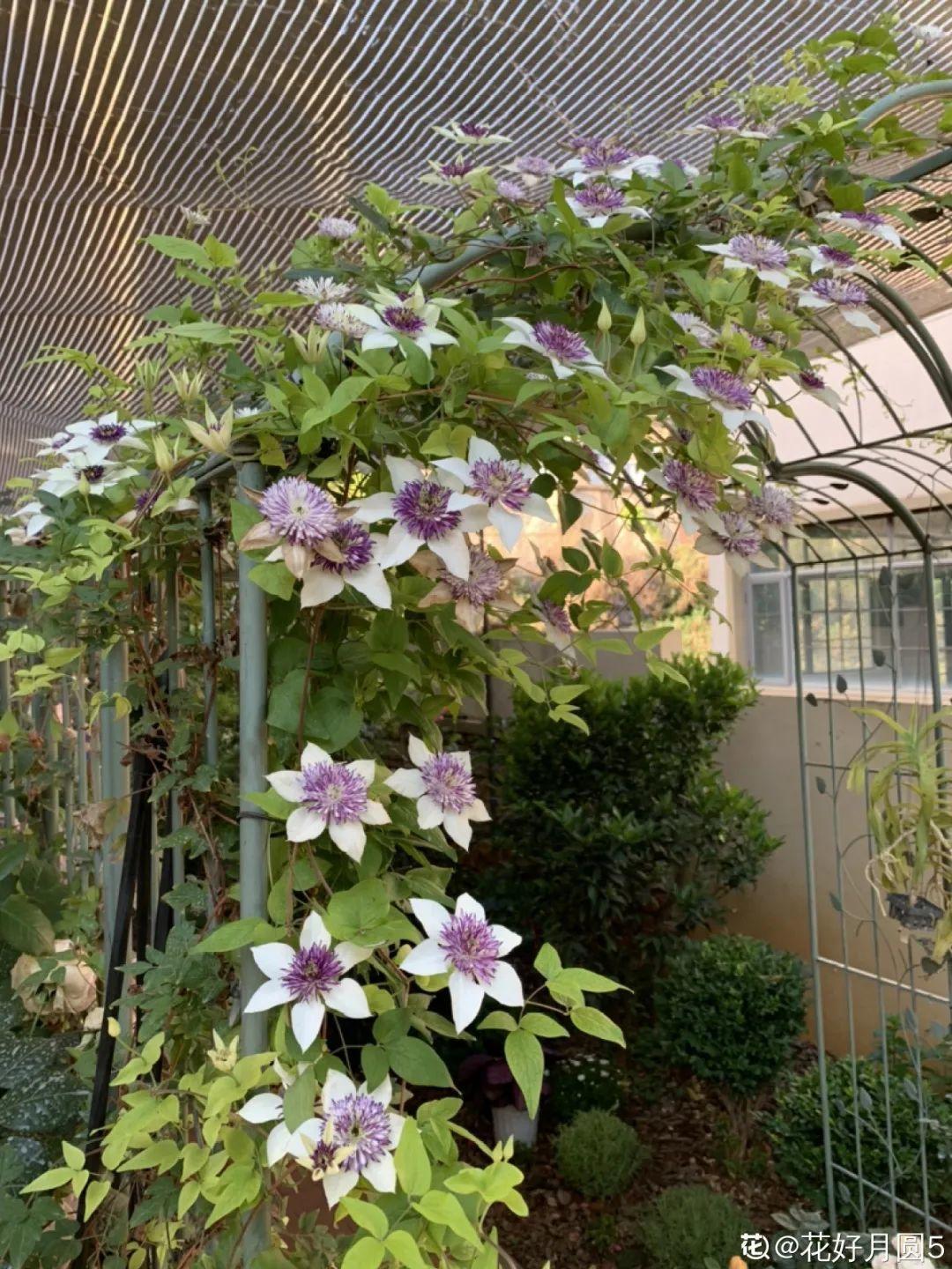 蓝目菊|蓝雪花妥妥的开花机器,花量大、花期长,让人不得不爱